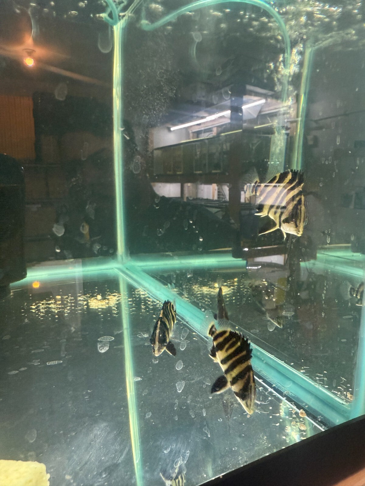 Datnoid Sumatra Tiger 1.75 inch (Datnoides Microlepis) Live Fish