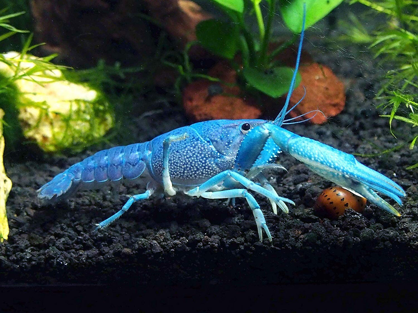 Electric Blue Claw Lobster 2-2.5 inch Procambarus Alleni Live Fish