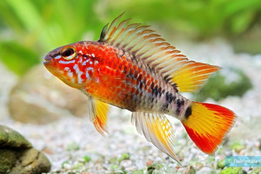 2 Live Apistogramma Macmasteri – Rare Dwarf Cichlids – Aquarium Fish