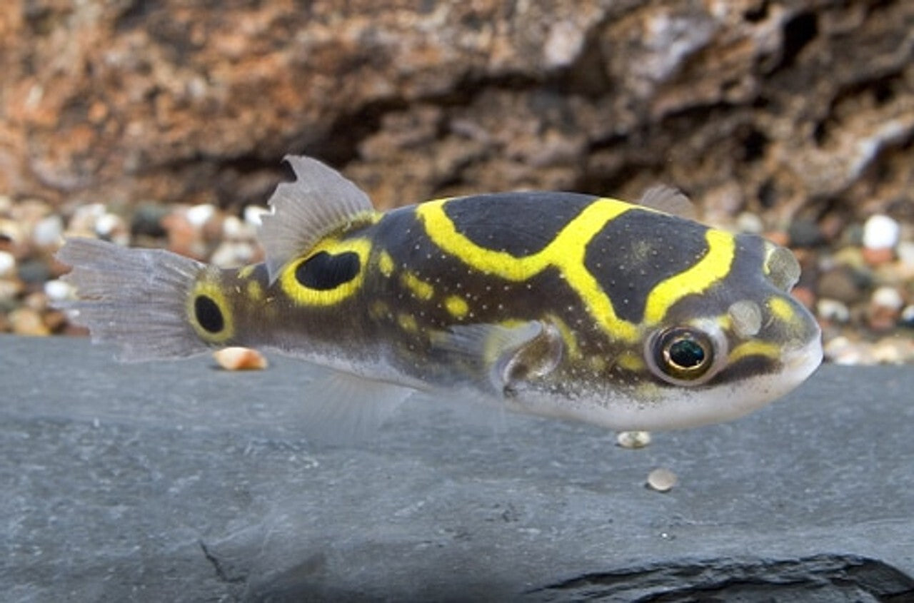 Figure 8 Puffer 3 Inch (Tetraodon biocellatus) Live Fish FREE SHIPPING