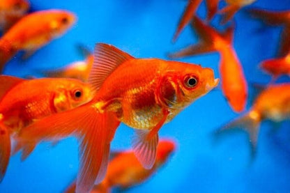 Live Red Fantail Goldfish 1.5-2 inch (Pack of 5). FREE SHIPPING