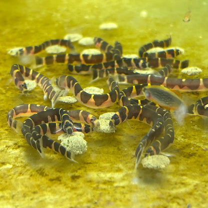 Kuhlii Loach (Pack 5) Live Fish for Aquarium. FREE SHIPPING