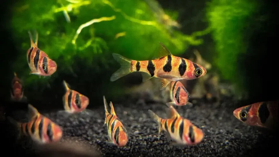 Pack-5 Orange Rhombo Barb Live Fish