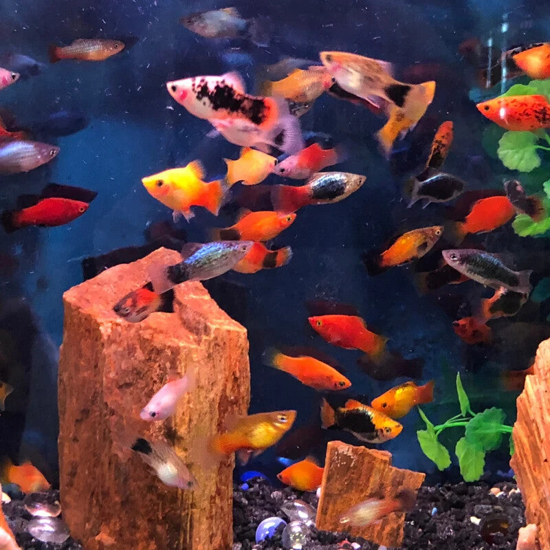Assorted Platy 6 PackLive Fish-  Different colors and Sex FREE SHIPPING