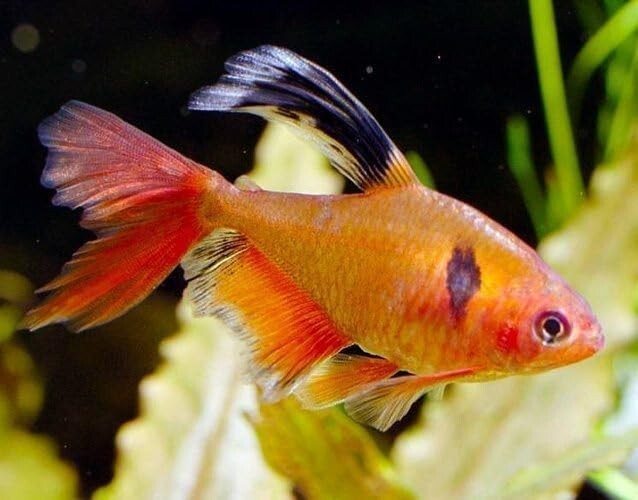 Tetra Serpae LF Pack of 8, Live Fish for Aquarium FREE SHIPPING