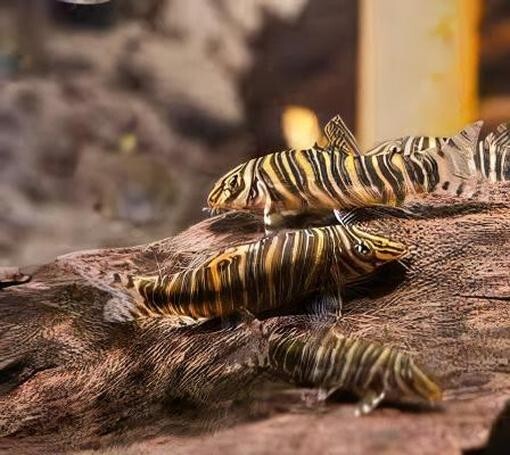 4-Pack Striata Botia 2- 2.5 Inch Zebra Loach Live Fish