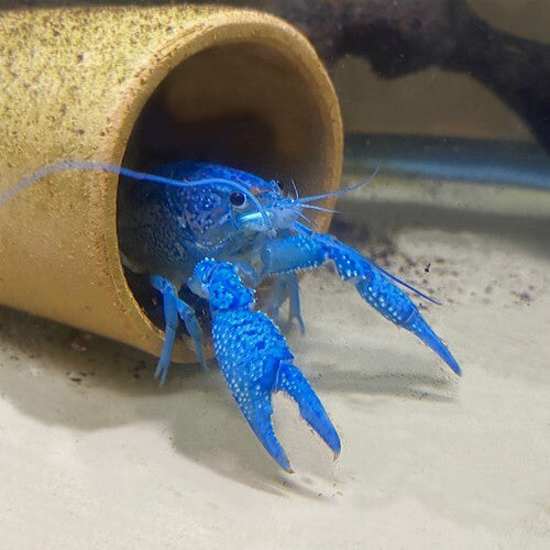 Electric Blue Claw Lobster 2-2.5 inch Procambarus Alleni Live Fish