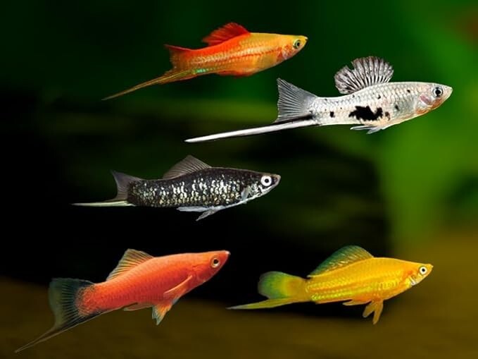 Sword Tails Assorted (2 Males, 3 Females, Pack 5). FREE SHIPPING
