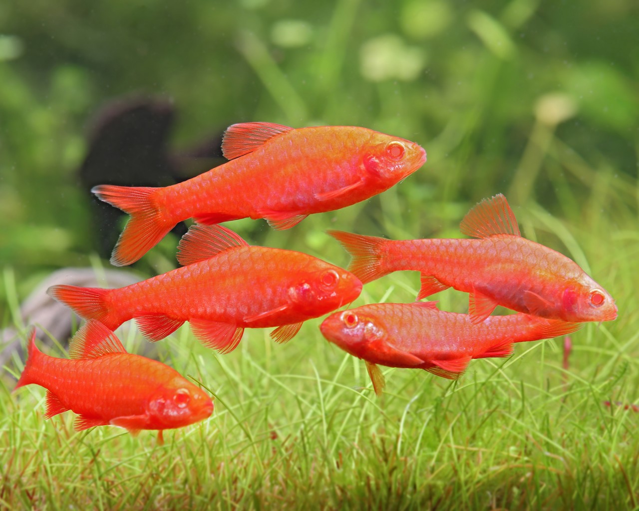 6-Pack Albino Cherry Barb – Live Freshwater Aquarium Fish – Peaceful Schooling