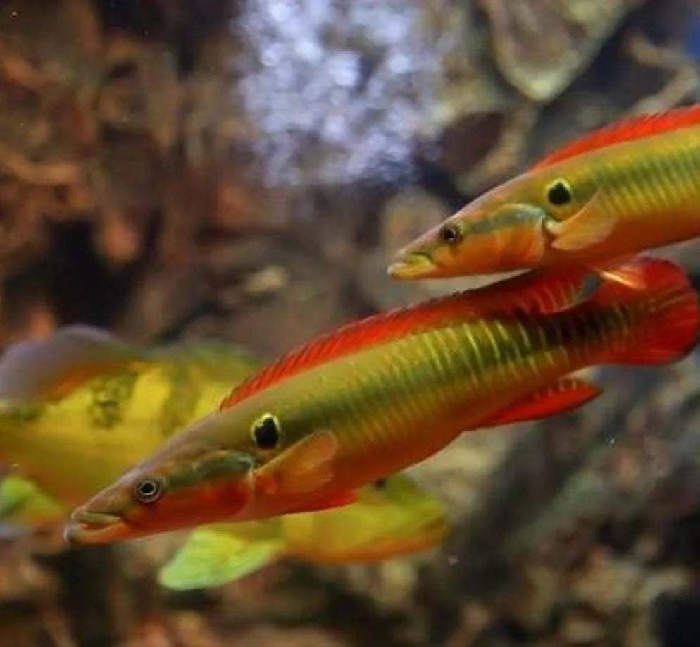 Zebrina Pike Cichlid 3–4” Live Fish – Rare South American Predator Fish Tank
