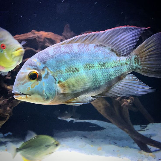 True Parrot Cichlid 3–4” Live Fish – Rare Natural South American Cichlid