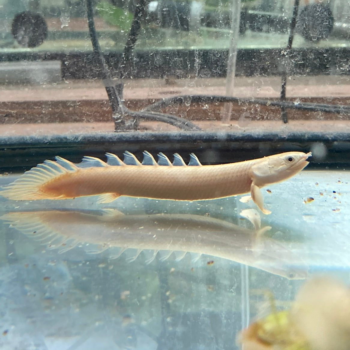 Leucistic Semi Platinum Senegal Bichir 2–2.5" Live Freshwater Aquarium Fish