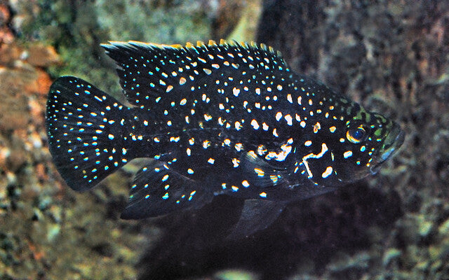 Pollen’s Cichlid 1.5” – Live Freshwater African Cichlid – Rare Vibrant Juvenile