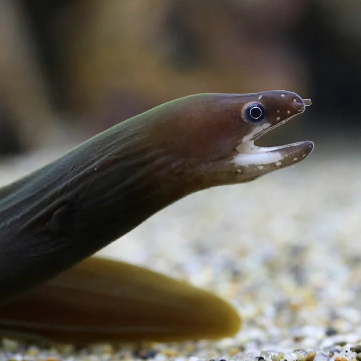 White Cheek Freshwater-Eels-Moray 7–8” – Live-Eel Aquarium Fish for Experienced