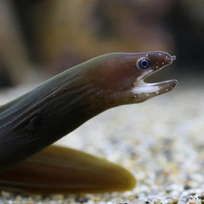 White Cheek Freshwater-Eels-Moray 7–8” – Live-Eel Aquarium Fish for Experienced