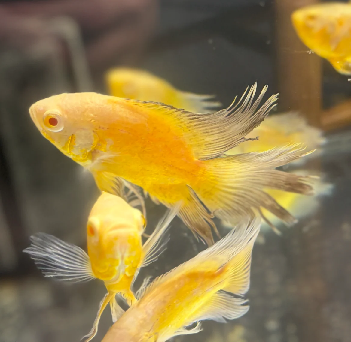 Yellow Lemon Veiltail Oscar 2.5-3 Inch Live Freshwater Cichlid Aquarium Fish XL