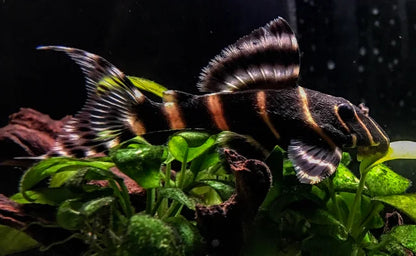 Emperor Pleco L204 4–5” – Live Freshwater Aquarium Fish for Planted & Community Tanks (Copia)