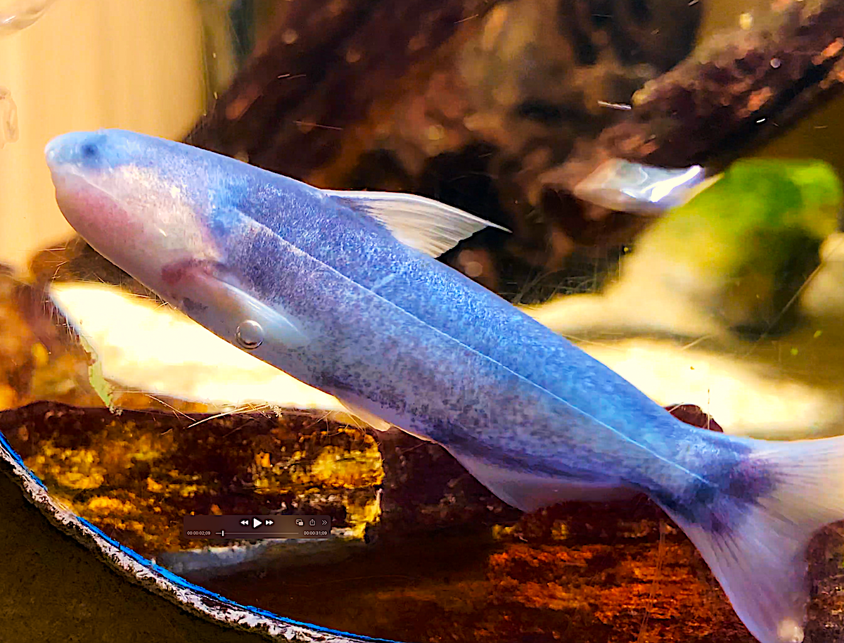 Blue Whale Catfish 2.5-3" Live Freshwater Aquarium Fish Rare Active Oddball