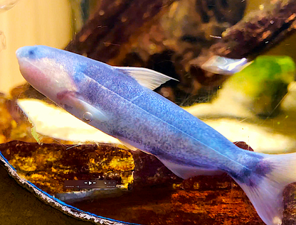 Blue Whale Catfish 2.5-3" Live Freshwater Aquarium Fish Rare Active Oddball
