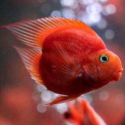 Love Head Parrot Cichlid 2.5-3 Inch Live Freshwater Aquarium Fish Rare Pet