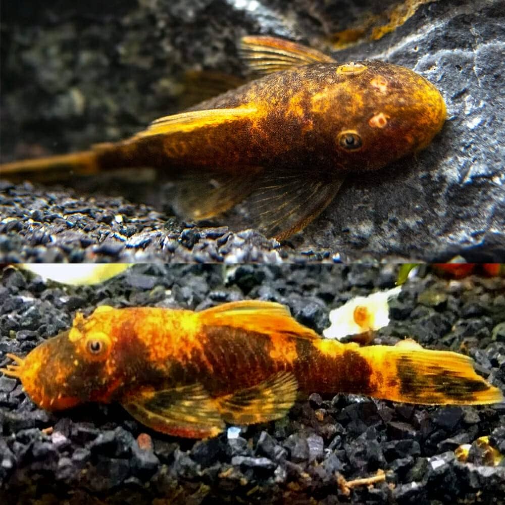 3-Pack Calico Bristlenose Pleco LDA16 1” – Live Freshwater Aquarium Plecos