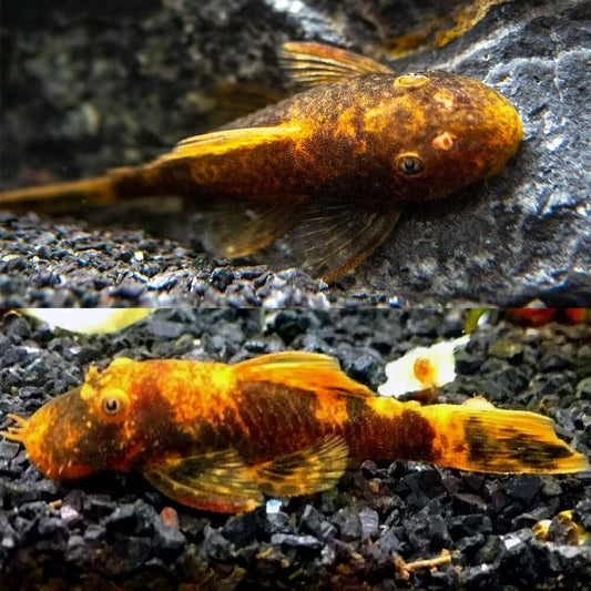 3-Pack Calico Bristlenose Pleco LDA16 1” – Live Freshwater Aquarium Plecos