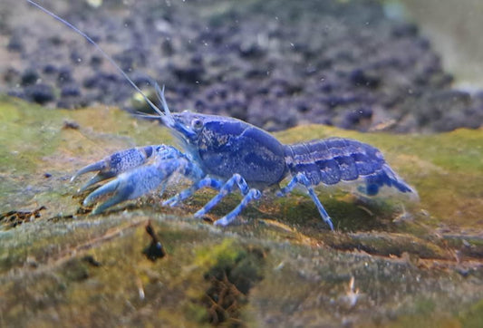 6-Pack Blue Mini Mexican Lobster 0.5–0.75” – Live Freshwater Dwarf Crayfish.