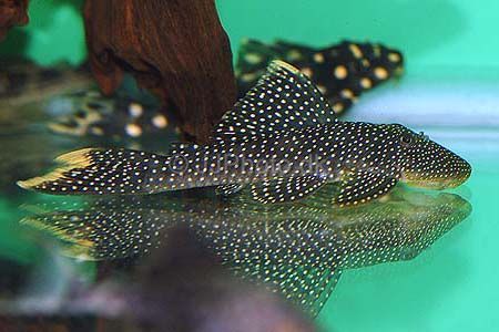 Lot Spot Plecostomus L067 2–3” – Rare Medium Freshwater Pleco Aquarium Fish