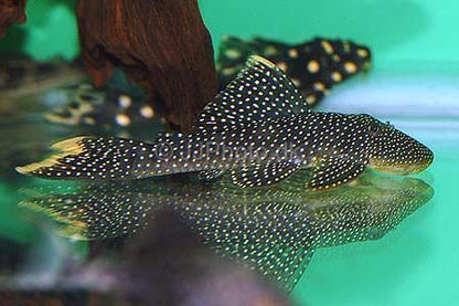 Lot Spot Plecostomus L067 2–3” – Rare Medium Freshwater Pleco Aquarium Fish