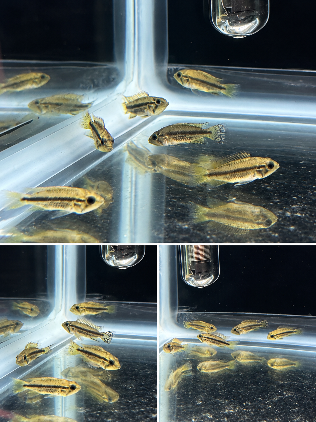 3-Pack Mega Orange Cacatuoides 0.75–1" Apistogramma Live Fish Unsexed