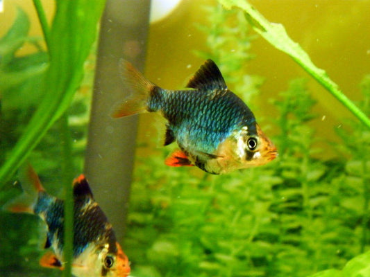 4-Pack Tiger Barb Balloon 1–1.5 Inch Live Freshwater Fish Aquarium Pro Community