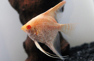 Albino Red Eye Zebra Pearlscale Angelfish 1.5–2” Live Freshwater Aquarium
