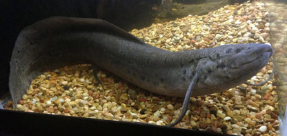 Spotted Lungfish 5-6 Inch Live Freshwater Aquarium Oddball Monster Fish Pet