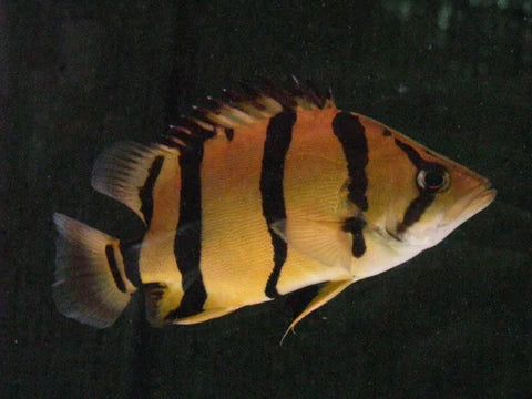 Datnoid NTT 3” – Live Freshwater Tiger Fish – Rare Exotic Predatory Oddball