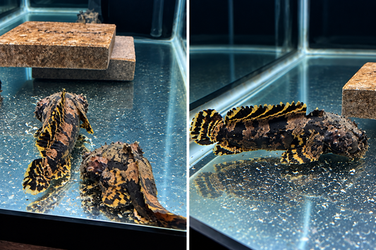 Freshwater Lionfish 4–5" Batrachomoeus trispinosus Rare Live Aquarium Fish