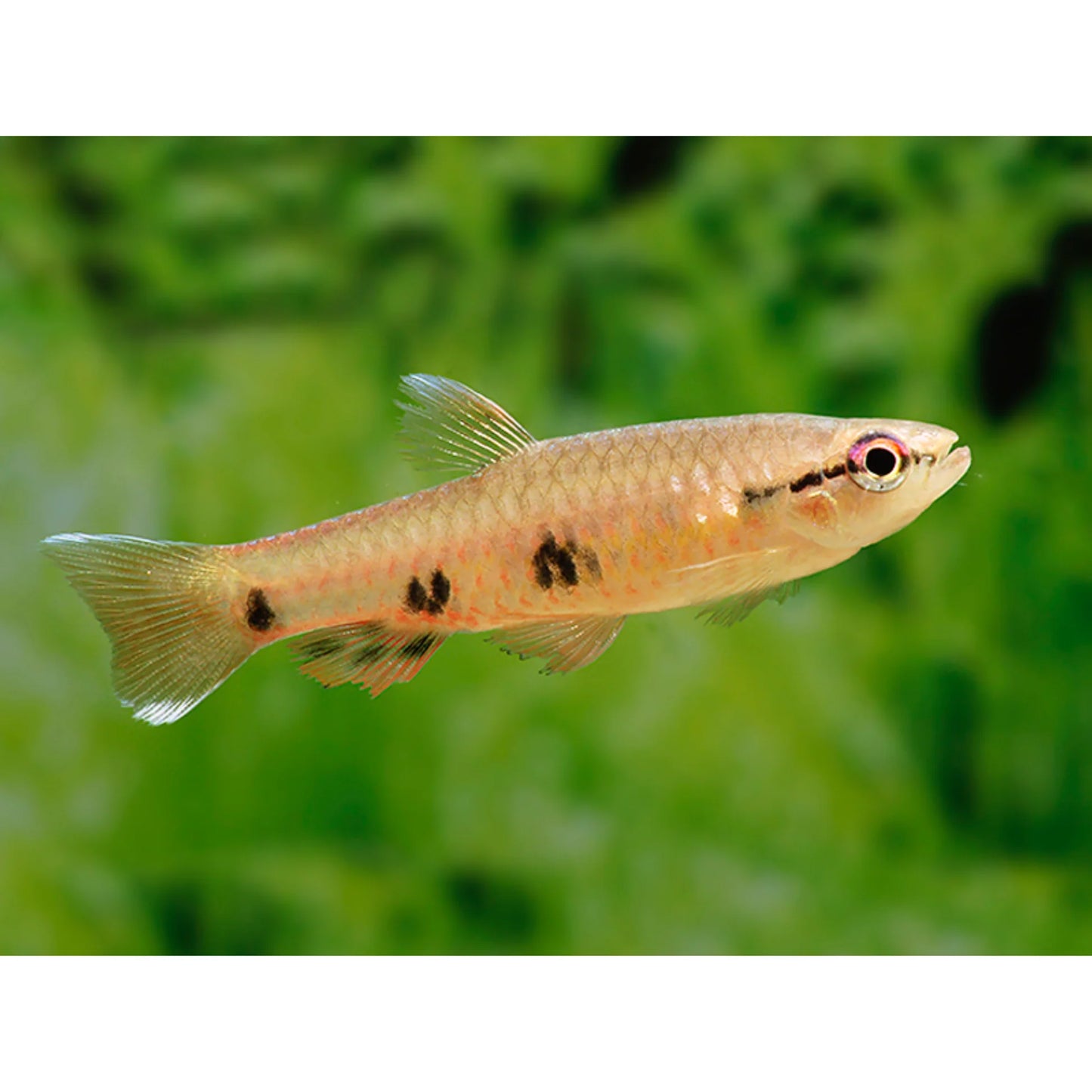 2-Pack Four-Spotted Splash Tetra – Live Freshwater Fish – Rare Active Species