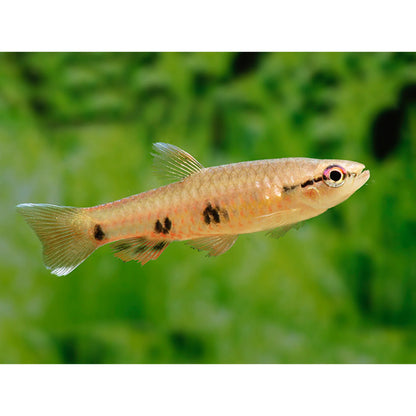 2-Pack Four-Spotted Splash Tetra – Live Freshwater Fish – Rare Active Species