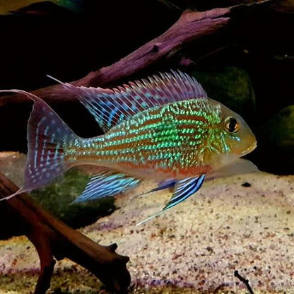 Sveni Cichlid 2–3” Live Fish – Rare South American Colorful Aquarium Fish