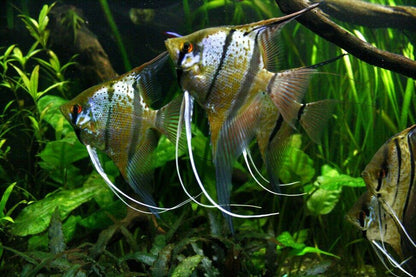 Spotted Scalare Angelfish Peru 3.0–3.5” (Wild) – Rare South American Freshwater Fish