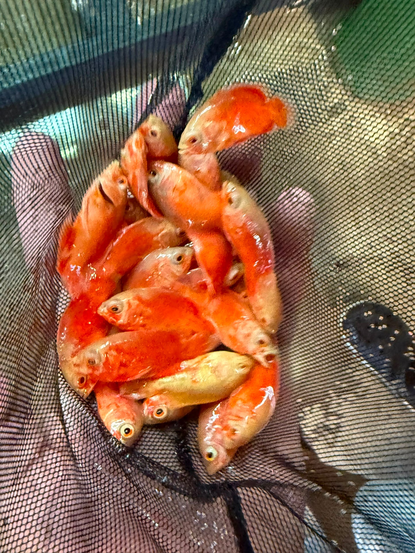 Chili Red Oscar 1.5-2 Inch Live Freshwater Cichlid Aquarium Fish Rare XL