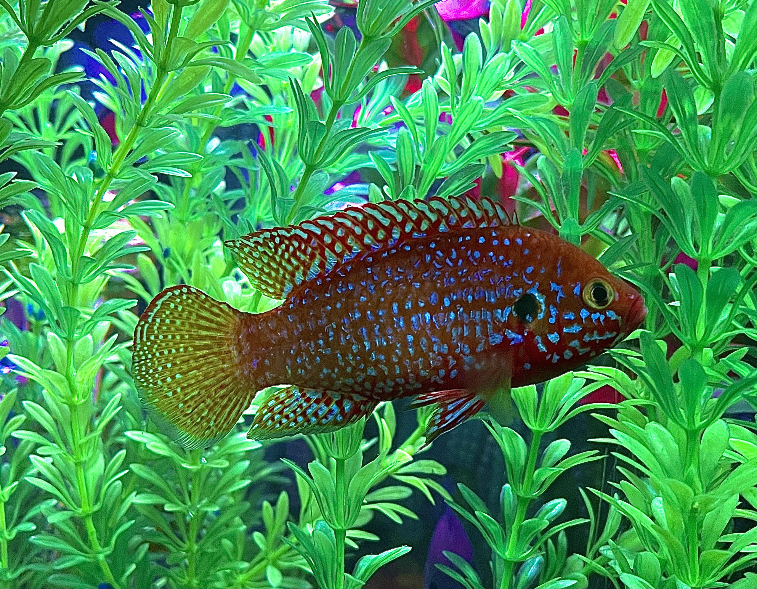 2-Pack Turquoise Jewel Cichlid (2 Inch) – Vibrant African – Live Fresh ...