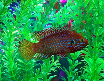 2-Pack Turquoise Jewel Cichlid (2 Inch) – Vibrant African – Live Freshwater Fish