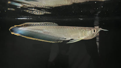 Black Arowana 4-5 ” – Live Freshwater Aquarium Fish Exotic Oddball for Large Tanks