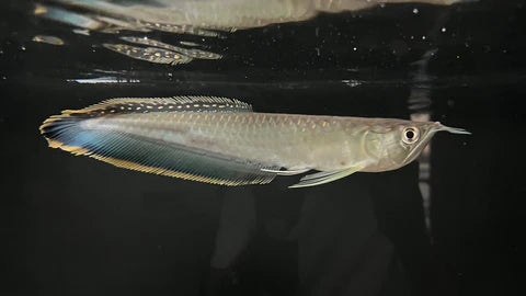 Black Arowana 5–6” – Live Freshwater Aquarium Fish Exotic Oddball for Large Tanks