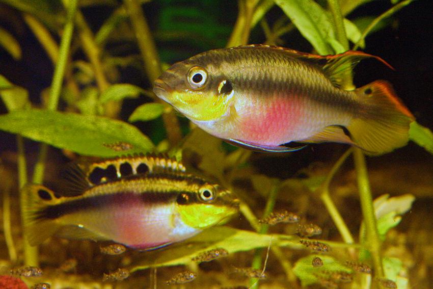 2-Pack Kribensis Cichlid 1.5” – Colorful Peaceful Freshwater Aquarium Fish Pair