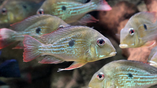 Geophagus Winemilleri Juvenile 2" – Wild-Collected Earth Eater Cichlid