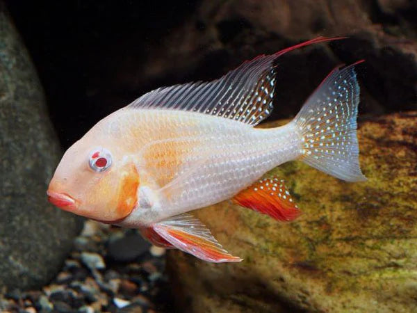 3 Pack Albino Heckelii Cichlid 1-1.5 Inch Live Freshwater Aquarium Fish