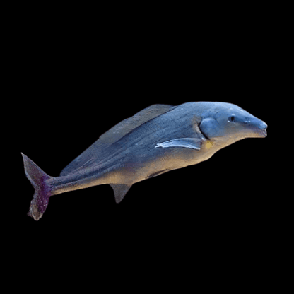 Dolphin Mormyrid Live Fish 7–9 Inch Elephantnose Rare Freshwater Fish