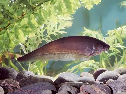 African Brown Knife Fish 5-6 Inch Live Freshwater Aquarium Predator Rare Oddball