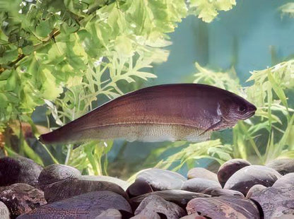 African Brown Knife Fish 5-6 Inch Live Freshwater Aquarium Predator Rare Oddball